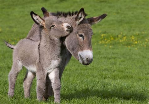 The Donkey and Its Foal : A Vivid Depiction of Animal Affection and Motherhood